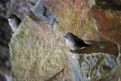 Phedina borbonica