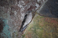 Phedina borbonica