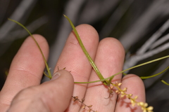Dioscorea hastifolia