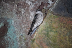 Phedina borbonica