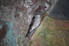 Phedina borbonica
