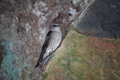 Phedina borbonica