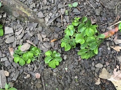 Elatostema cuneatum