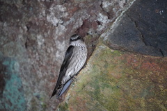 Phedina borbonica