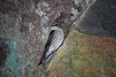 Phedina borbonica