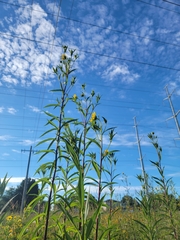 Helianthus giganteus