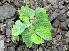 Elatostema cuneatum