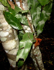 Microgramma mauritiana