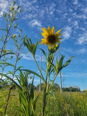 Helianthus giganteus