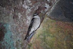 Phedina borbonica