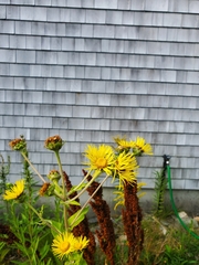 Pentanema britannica