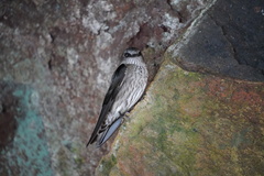 Phedina borbonica