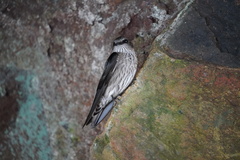 Phedina borbonica