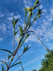 Helianthus giganteus