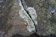 Lecanoromycetes