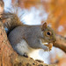 Eastern Gray Squirrel - Photo (c) Diliff, some rights reserved (CC BY-SA)