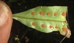 Microgramma mauritiana