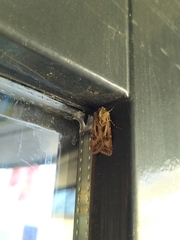 Agrotis vestigialis