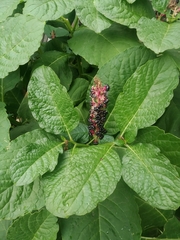 Phytolacca acinosa