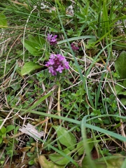 Thymus praecox britannicus