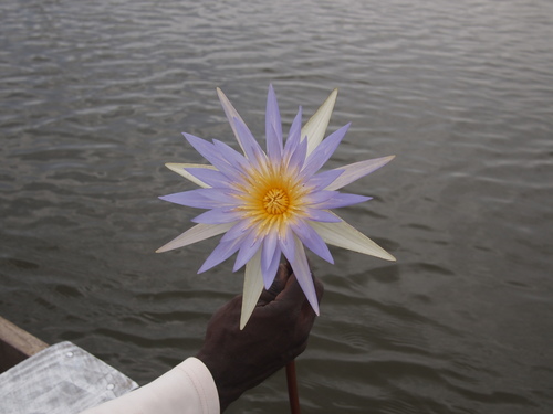 Blue Egyptian Lotus