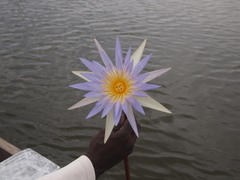 Image of Nymphaea micrantha