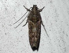 Telphusa perspicua