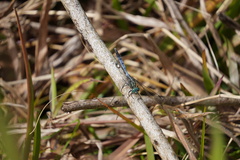 Orthetrum