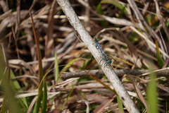 Orthetrum