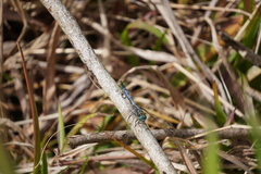 Orthetrum