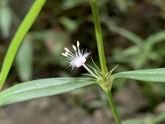 Scleromitrion sirayanum