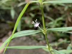 Scleromitrion sirayanum