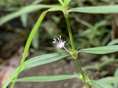 Scleromitrion sirayanum