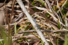 Orthetrum