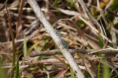 Orthetrum