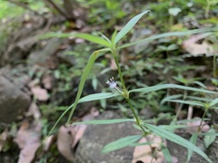 Scleromitrion sirayanum
