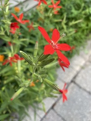 Silene regia