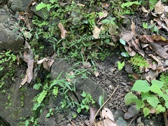Scleromitrion sirayanum