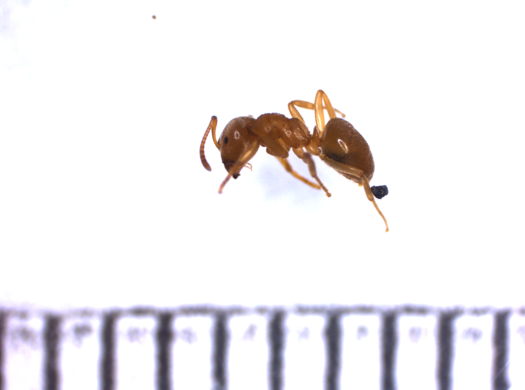 Austrolasius