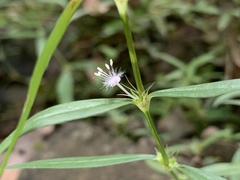Scleromitrion sirayanum