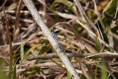 Orthetrum