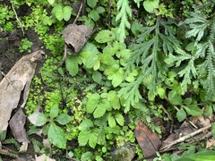 Elatostema cuneatum