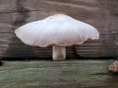 Pluteus petasatus