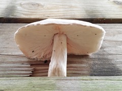 Pluteus petasatus