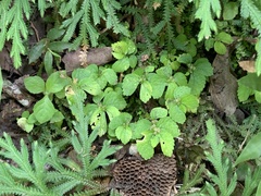 Elatostema cuneatum