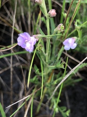 Agalinis maritima