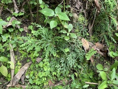 Elatostema cuneatum