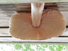 Pluteus petasatus