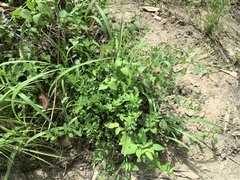 Crotalaria albida