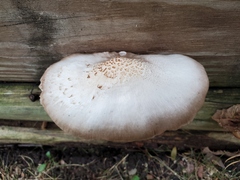 Pluteus petasatus